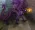 Next image